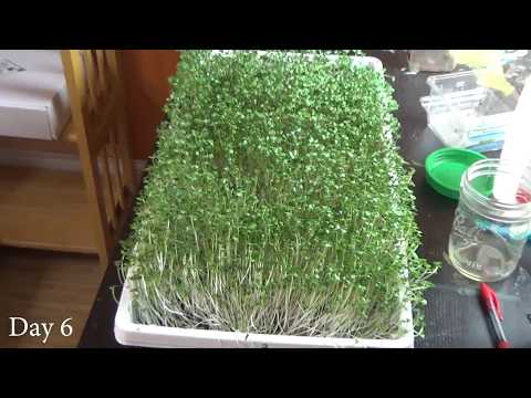 How to Grow Broccoli Microgreens at Home, Start to Finish