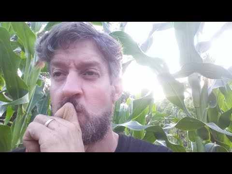 Three Sisters Garden Or Row Gardening? (Survival Gardener Minute #012)