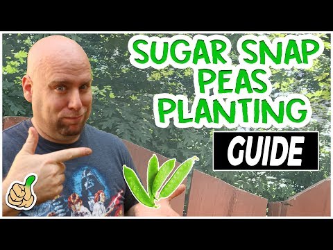Growing Sugar Snap Peas on a Trellis (Easy & Simple  Guide)