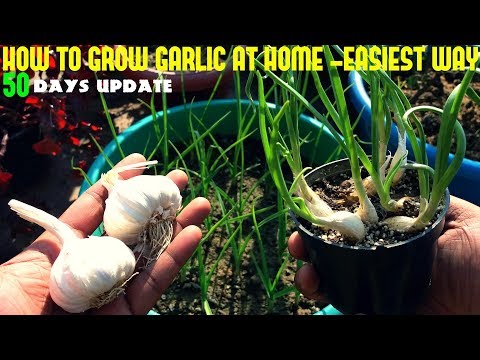 How To Grow Garlic At Home-Fast N Easy