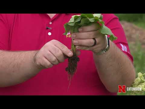 Growing Rhubarb