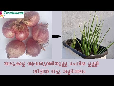 Tips for Growing Shallots / Small Onion