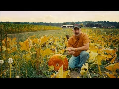 How to Grow a Pumpkin Patch : Pumpkin Gardening
