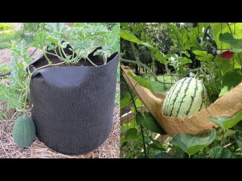 10 Tips To Grow Watermelon In containers No Matter where You Live