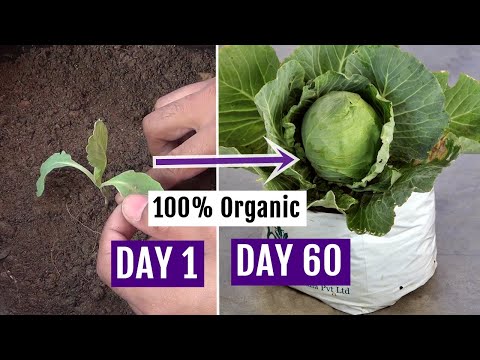 How to Grow Cabbage at Home Easily - Complete Growing Guide