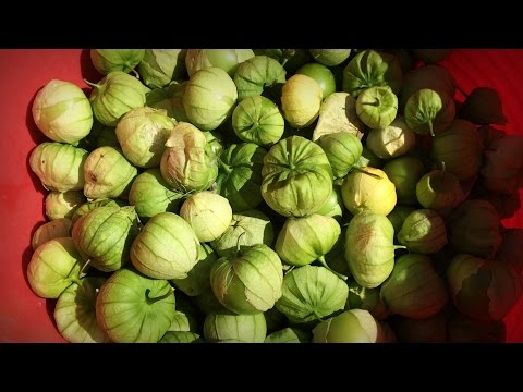 Growing Tomatillos | Iowa Ingredient