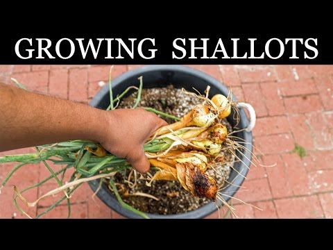 How To Grow Shallots - Growing Shallots In Containers - A Complete Guide