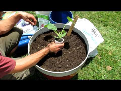 Growing Squash & Zucchini (Cucumber & Melons Too) in Large Containers: Soil Set Up & Planting