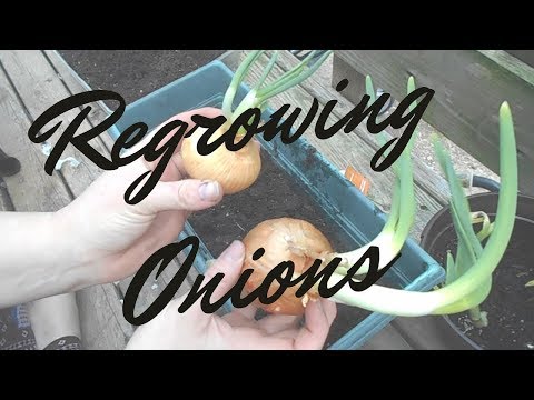 How to Regrow Onions