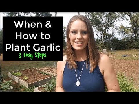 How and When to Plant Garlic