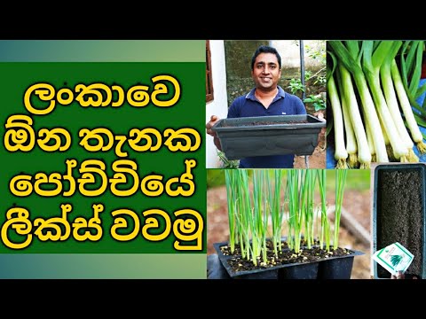 Leeks cultivation in Sri Lanka How to grow Leeks at Home garden