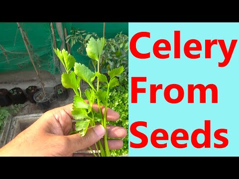 How to Grow Celery From Seed | Celery From Seed to Harvest | Winter Sowing Celery