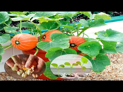 How To Grow Pumpkins From Seeds In a Pot Vertically | Grow In a small space at Home - Gardening Tips