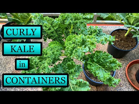Growing Curly Kale in Containers [Seed to Harvest]