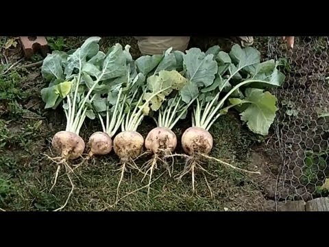 Growing and Harvesting Rutabagas -The Wisconsin Vegetable Gardener Straight to the Point