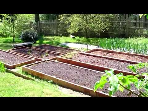 How to Grow Rutabagas In Raised Beds - Gardening