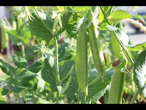 How To Plant Sugar Snap Peas & Vertically Grown Plants