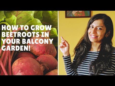 Growing beets in containers | How to grow beets in pots | A complete guide