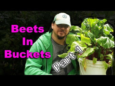 How To Grow Beets In Buckets - Part 1