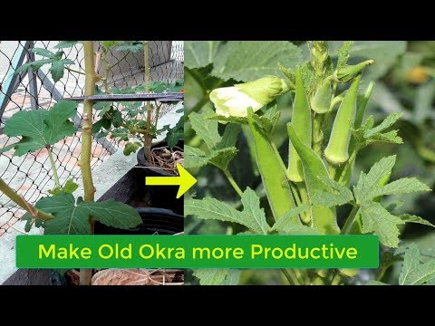 How To Make Old Okra Plant More Productive again