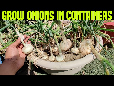 How To Grow Onions At Home | START TO FINISH