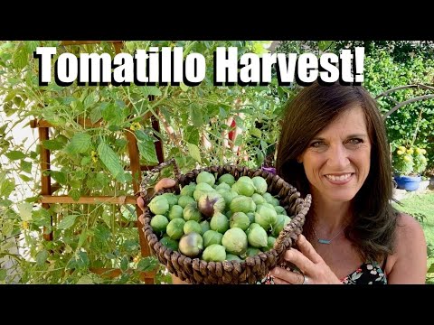 Tomatillo Harvest Day!  How & When to Harvest, Storage Tips, Share your Salsa Verde Recipe!