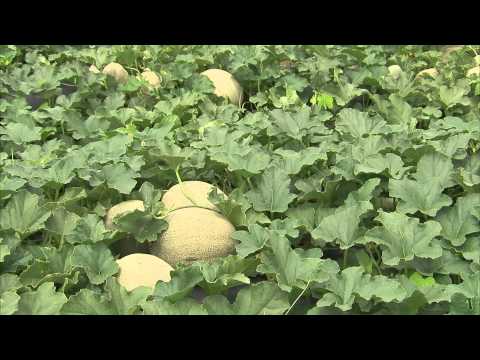 Cantaloupe - Growing