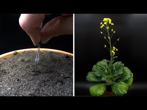 Growing Bok Choy Time Lapse - Seed To Flower in 62 Days