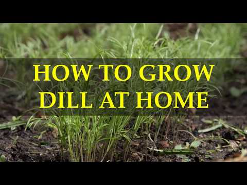 HOW TO GROW DILL AT HOME