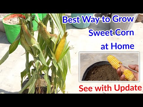 How to grow sweet Corn at Home