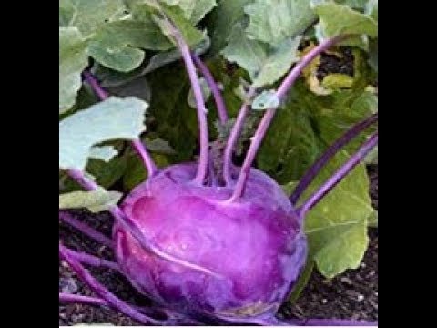 planting & growing purple Kohlrabi (vegetable apple)