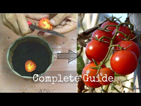 How to Grow Tomatoes from a Tomato????