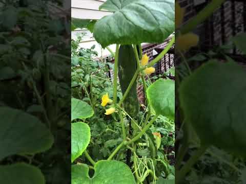 Growing Tomatoes and Cucumbers Vertically