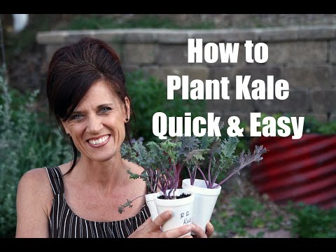 How to Plant Kale and Why to Plant it - Quick and Easy!