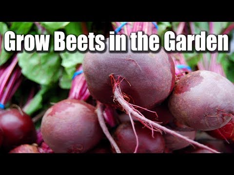 How to Grow Beets in the Garden