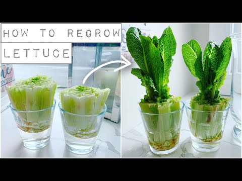 How To Regrow Lettuce With Just Water!