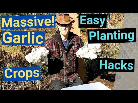 Massive Garlic Crops!! Make Money Growing Garlic, Easy Garlic Planting Hacks, How? What? Why?