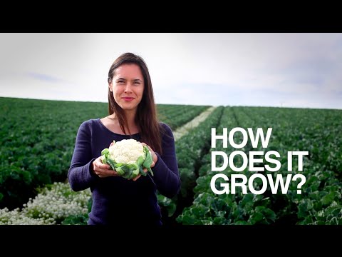 CAULIFLOWER | How Does it Grow?