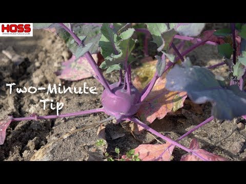 How to Grow Delicious Purple and White Kohlrabi