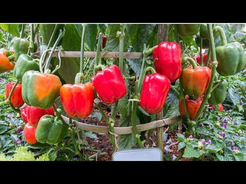7 Tips For You To Grow Garden Full Of Peppers