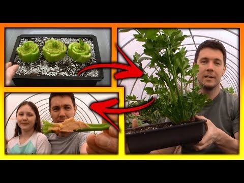 How to Grow Celery the Easy Way | Re-grow Store Bought Celery