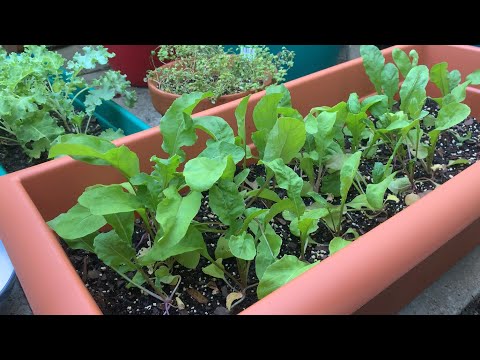 Arugula from Seed to Harvest