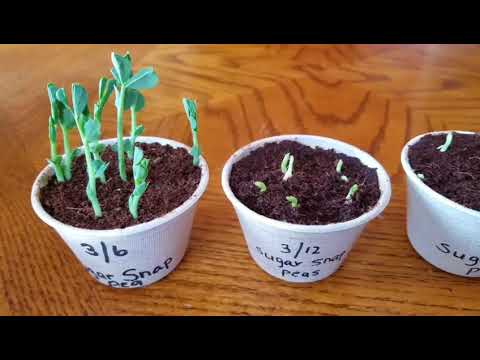 Growing Snap Peas | From Seed To Harvest