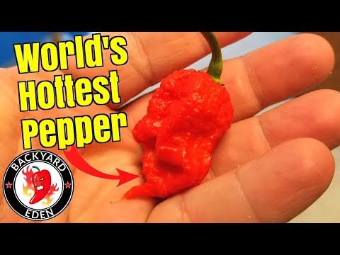 How To Grow Carolina Reaper Peppers From Seeds - Starting seeds