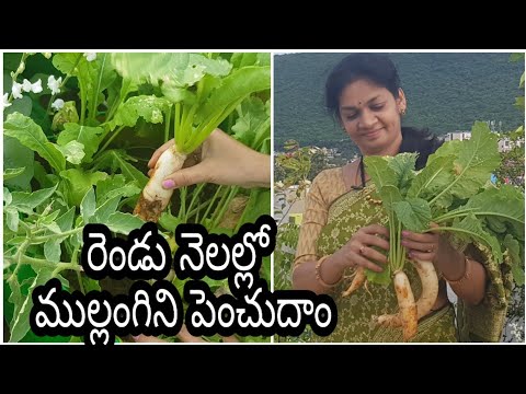 ???????? ?? ?????? ??? ?????? ??????/Grow Radish easily. #Radish #mooli #mullangi