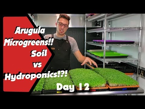 Arugula Microgreens!! Dirt vs Hydroponics!?!