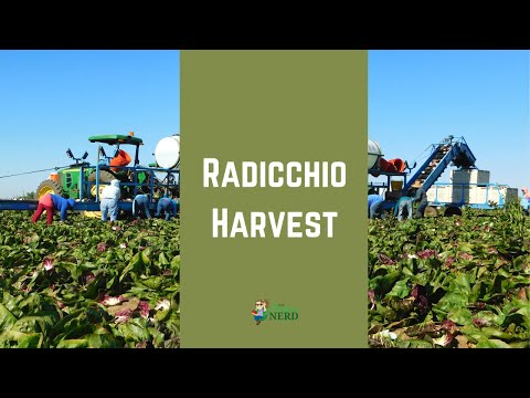 How Radicchio is Harvested