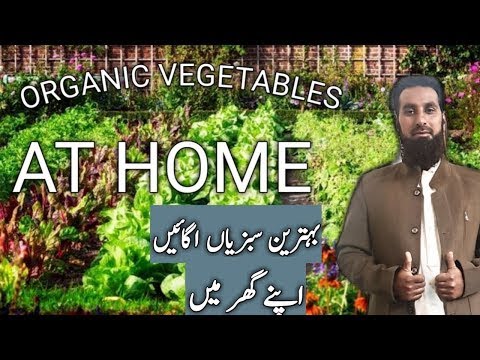 How to grow organic vegetables in containers at home |Home gardening| organic gardening, Hindi/Urdu