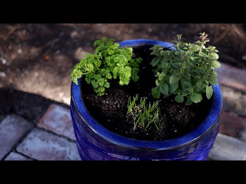 Planting Herbs in Containers for Beginners ??// Garden Answer