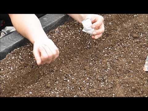 How to grow Carrots from seed